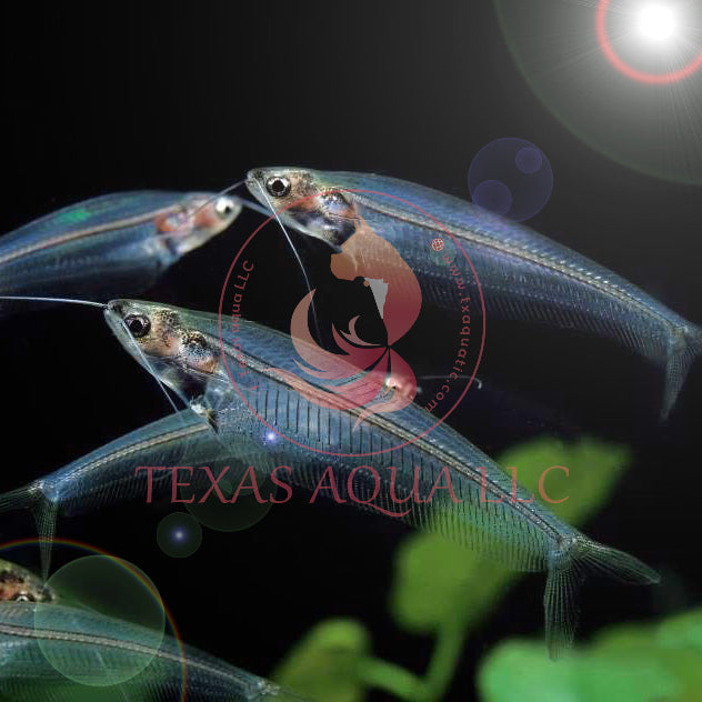 GLASS CATFISH
