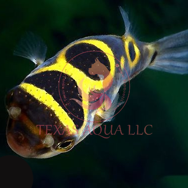 FIGURE 8 PUFFER