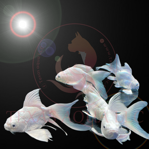SHORT BUTTERFLY KOI