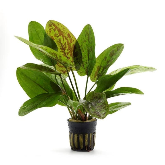 ECHINODORUS MARBLE