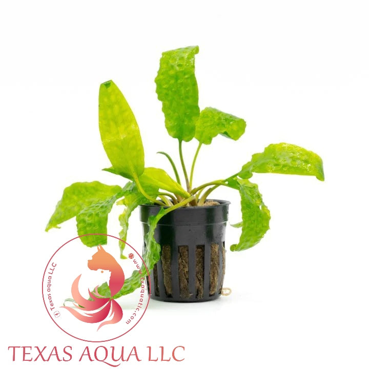 CRYPTOCORYNE HUDOROI