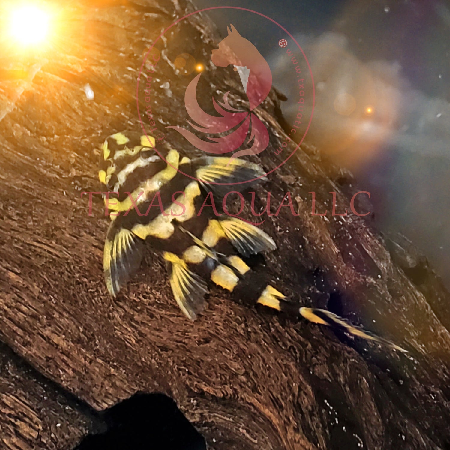 L168 BUTTERFLY PLECO