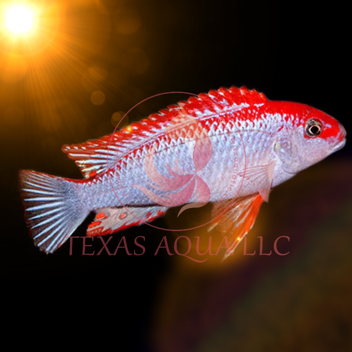 RED TOP NDUMBI