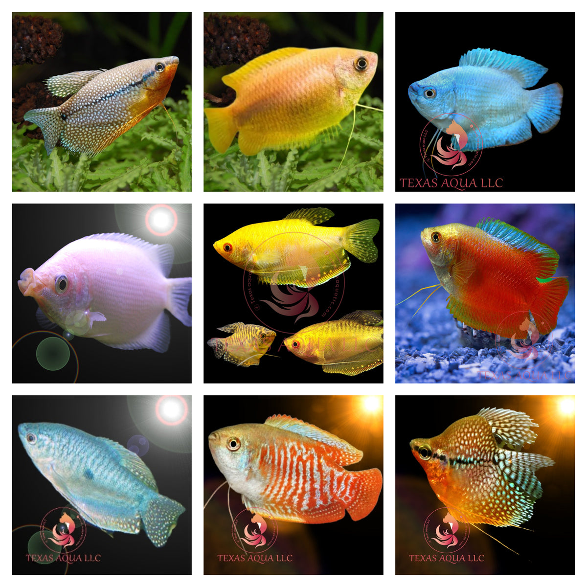 GOURAMI