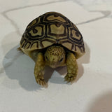 LEOPARD TORTOISE