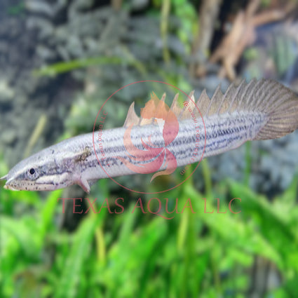 ENDLICHERI BICHIR