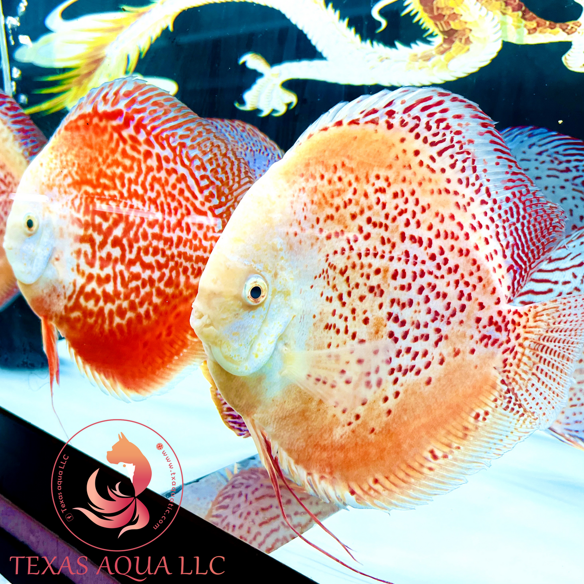 White Discus Fish