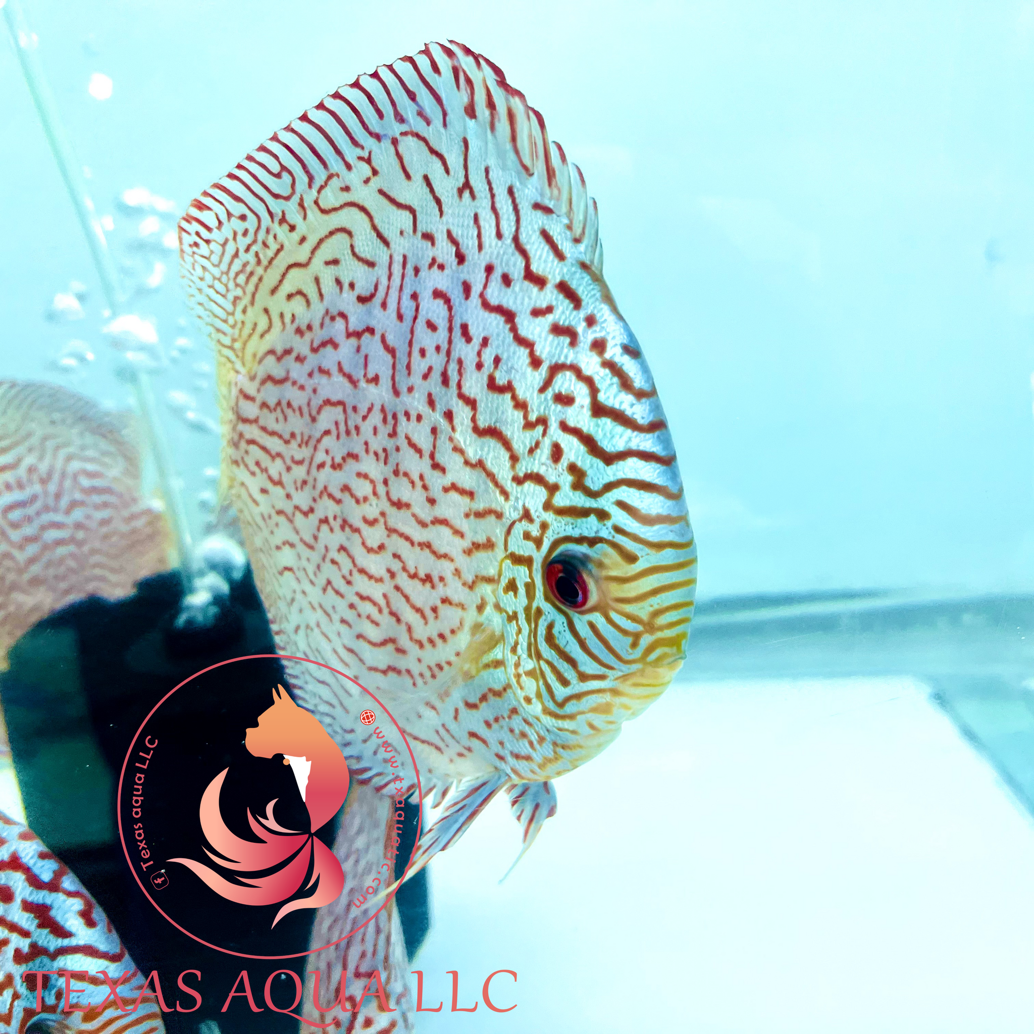 Albino Ring Leopard 8/9cm BO - OzDiscus