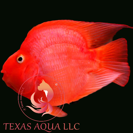 BLOOD RED PARROT Texas Aqua LLC