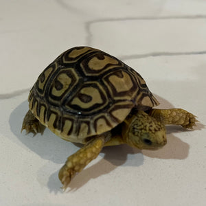 LEOPARD TORTOISE