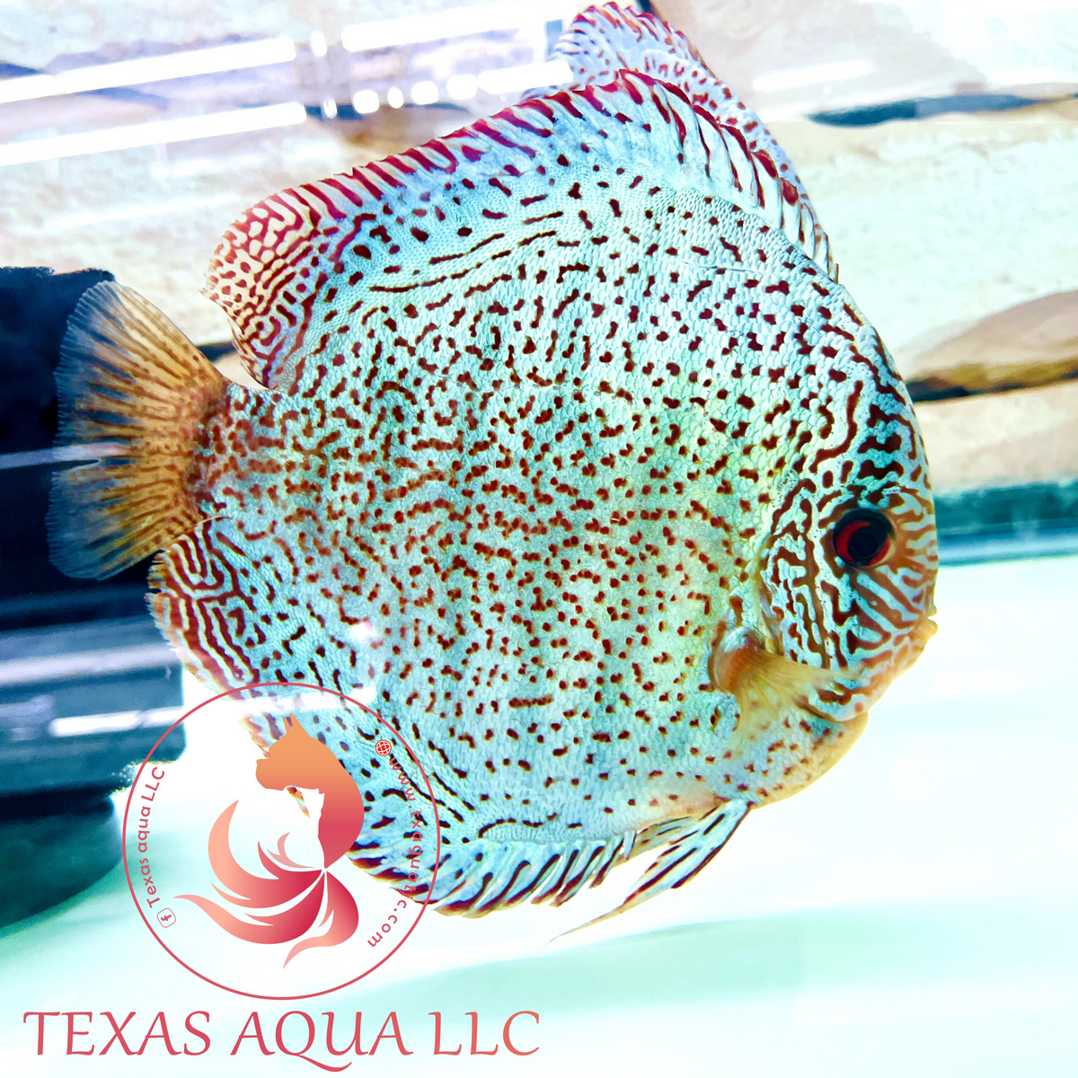 Ring Leopard Discus