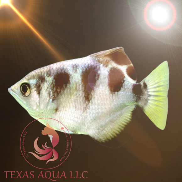 ARCHER FISH – Texas Aqua LLC