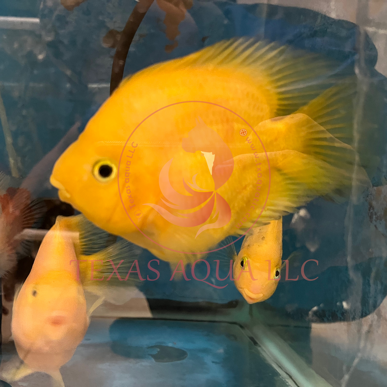 YELLOW INGOT