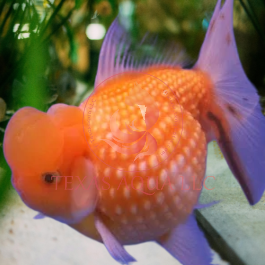 PEARLSCALE GOLDFISH