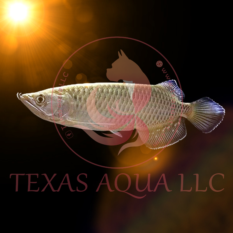 JARDINII AROWANA