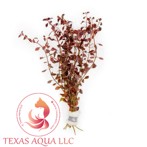 LUDWIGIA NATANS SUPER RED