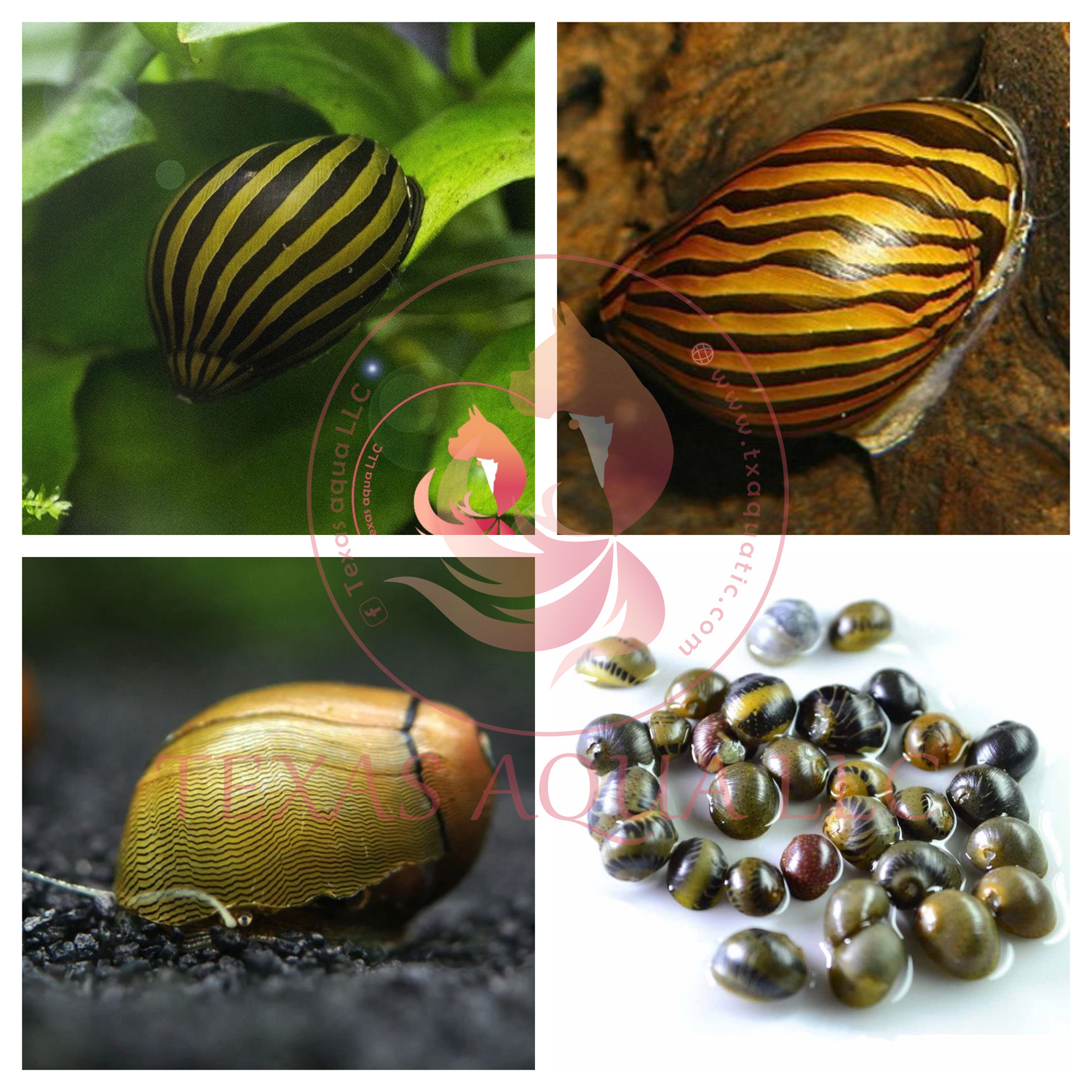 NERITE SNAIL
