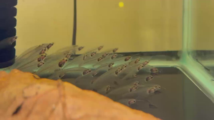 Texas Aqua | Houston's Premier Discus, Angelfish & Rare Tropical Fish ...