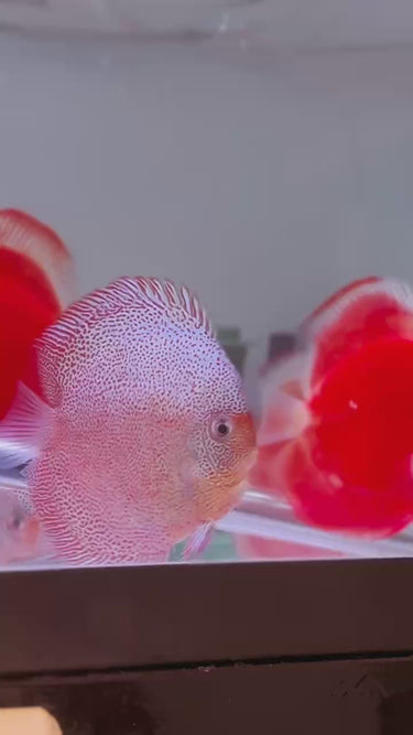 Texas Aqua | Houston's Premier Discus, Angelfish & Rare Tropical Fish ...