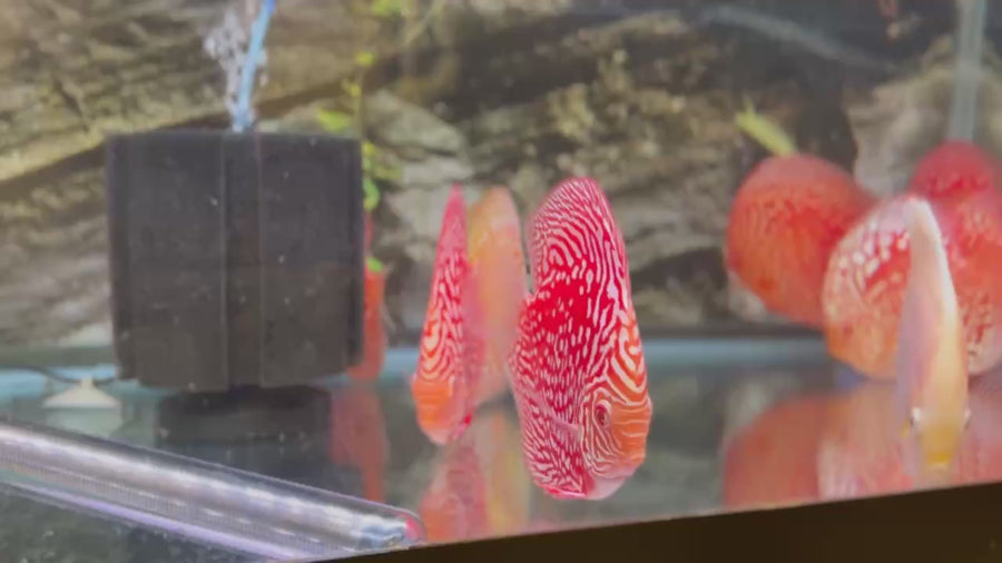 Texas Aqua | Houston's Premier Discus, Angelfish & Rare Tropical Fish ...