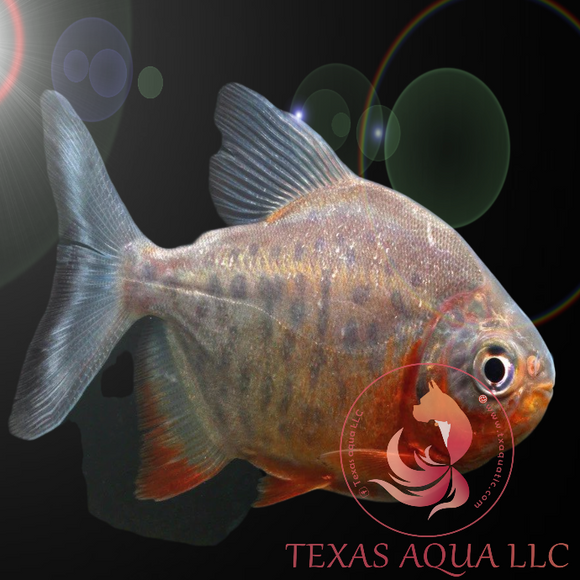 Red Belly Pacu Fish What Is Better Than Catching One Giant Pacu?