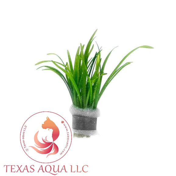 UNS SAGITTARIA SUBULATA