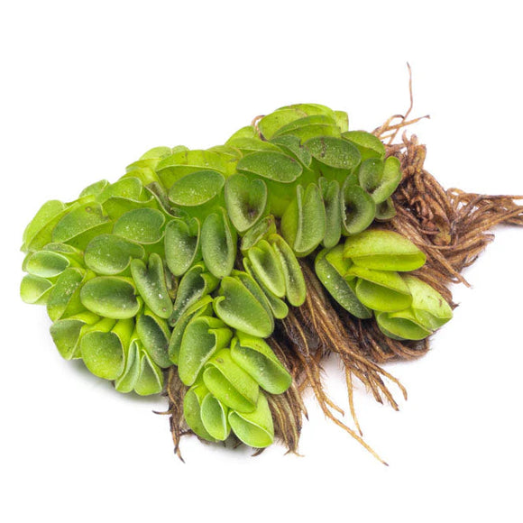 SALVINIA CUCULLATA
