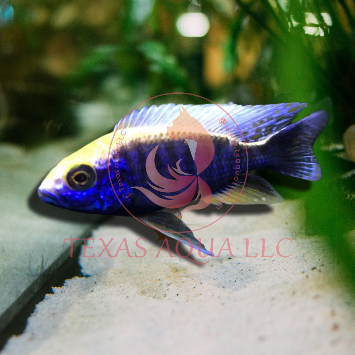 SURFUL HEAD PEACOCK