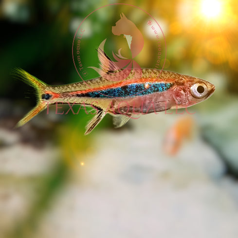 LEAST RASBORA