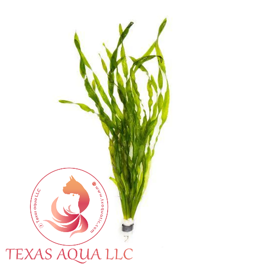 VALLISNERIA AMERICANA