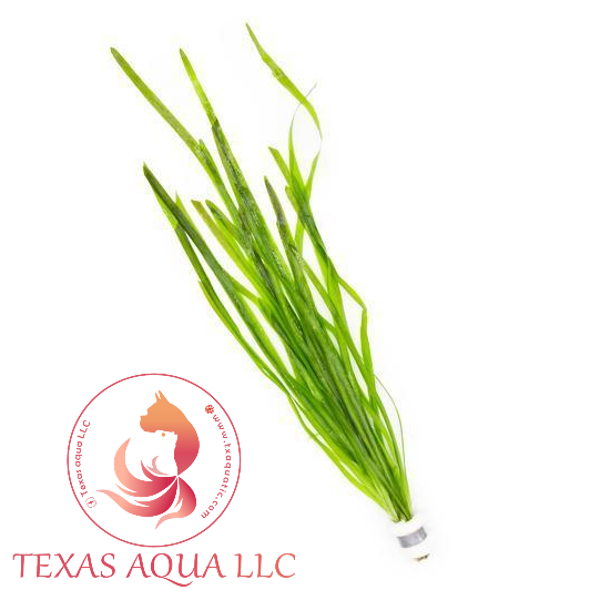 VALLISNERIA SPIRALIS