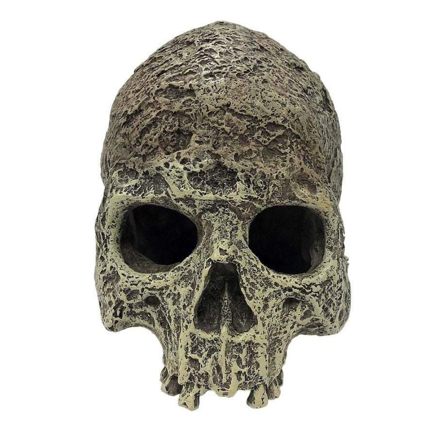 HUMAN SKULL