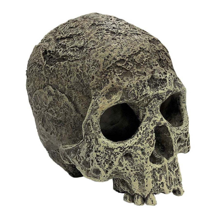 HUMAN SKULL