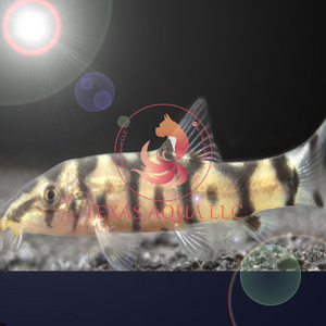 YOYO LOACH – Texas Aqua LLC - Main Image