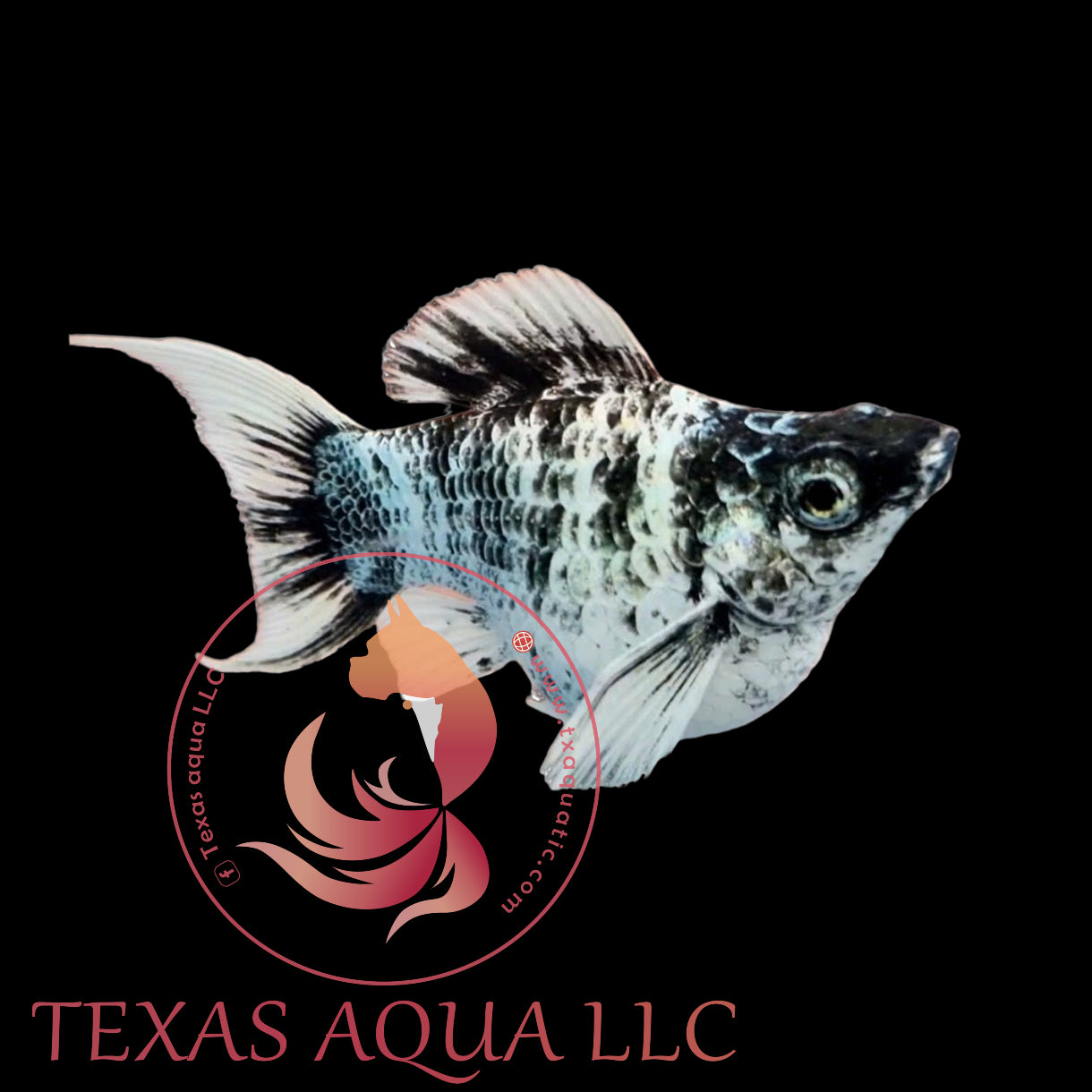 DALMATIAN LYRETAIL MOLLY