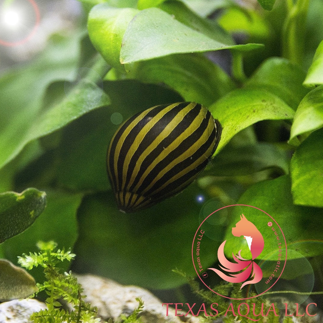ZEBRA NERITE SNAIL
