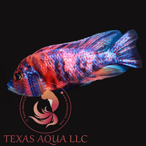 ZEBRA OB PEACOCK