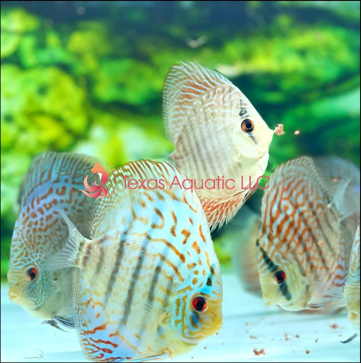 BLUE COBALT TURQUOISE