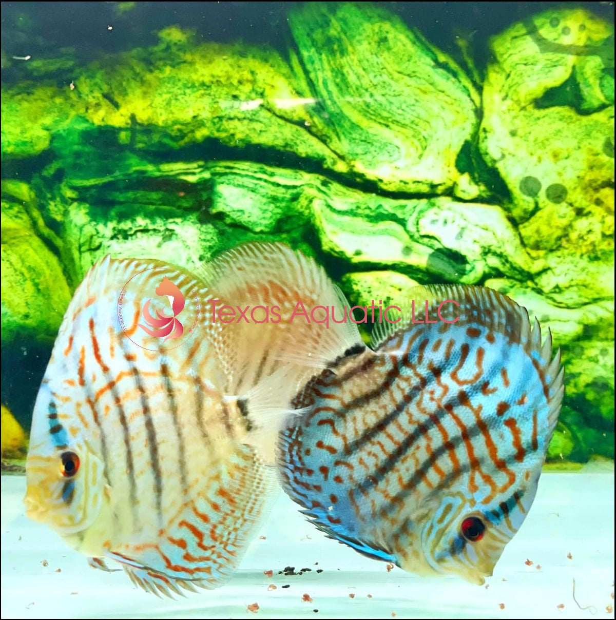 BLUE COBALT TURQUOISE