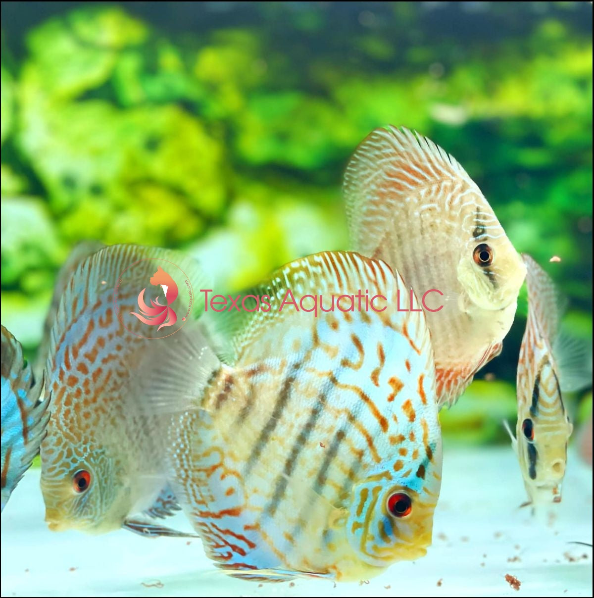 4 PACKS DISCUS