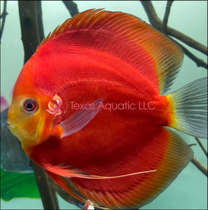 RED NINJA DISCUS