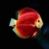 RED NINJA DISCUS