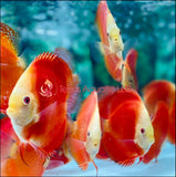 9 PACK ASSORT DISCUS