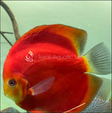 RED NINJA DISCUS