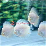 4 PACKS DISCUS