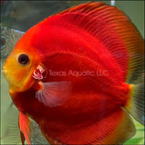 RED NINJA DISCUS