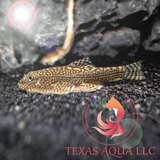 HILLSTREAM LOACH