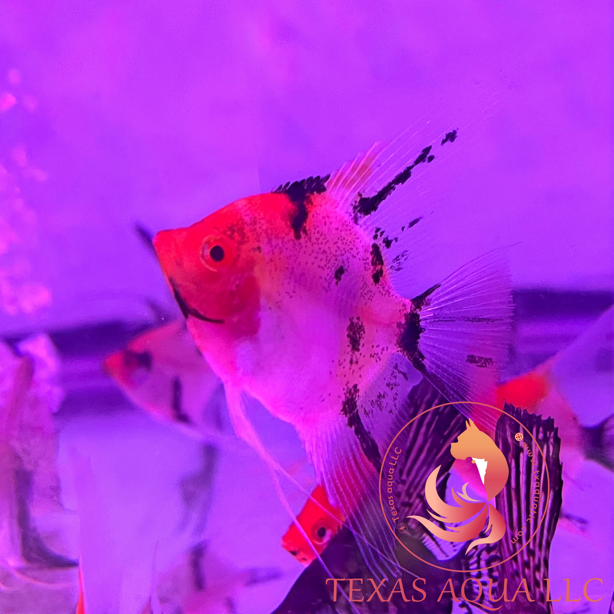 Red devil 2024 angelfish for sale