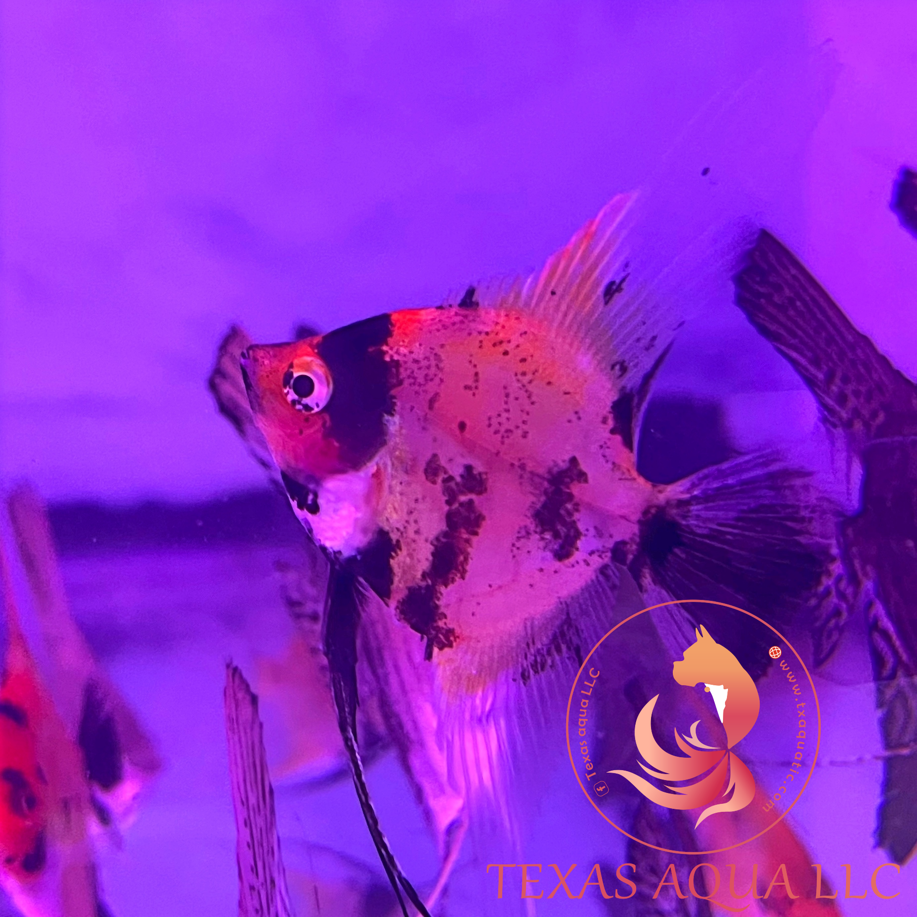RED DEVIL – Texas Aqua LLC