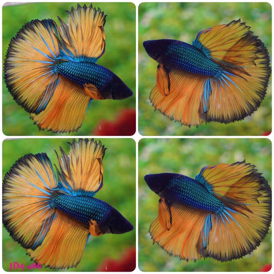 Mustard Gas Halfmoon